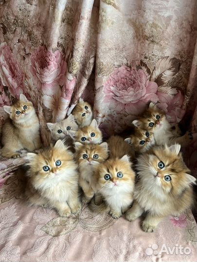 Британские золотые котята