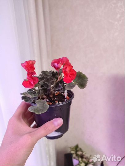Пеларгония Ainsdale Duke