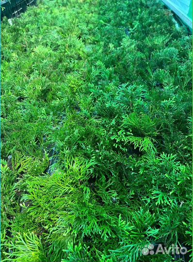 Саженцы туи оптом