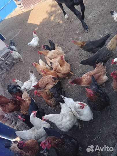 Куры несушки домашние