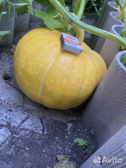 Тыква