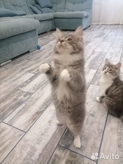Кошки Курильский Бобтейл