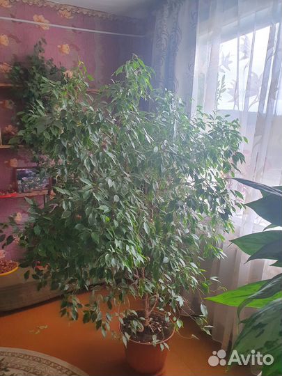 Фикус Бенджамина