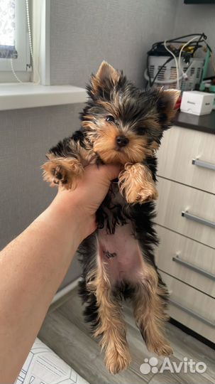 Йоркширский терьер мини