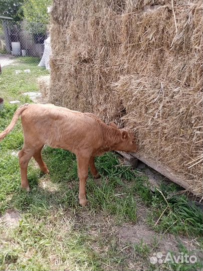 Телята телочки