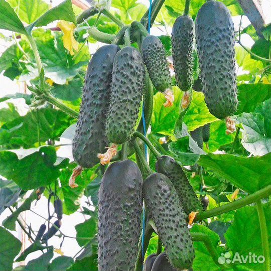 Семена ранних огурцов