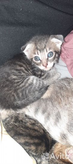 Кошка в дар бесплатно
