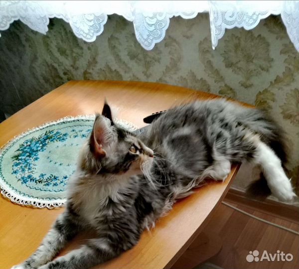 Котята мейн-кун