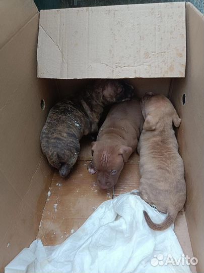 Щенки