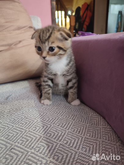 Британские вислоухие котята