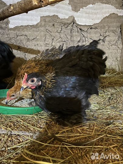 Кохинхины мини