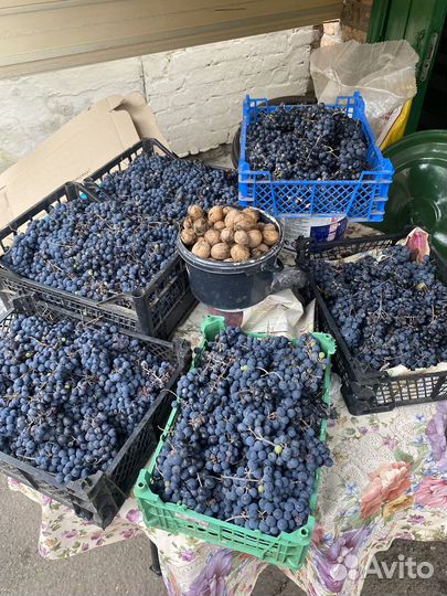 Виноград для вина