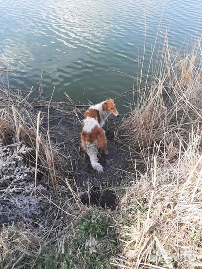 Русская псовая борзая