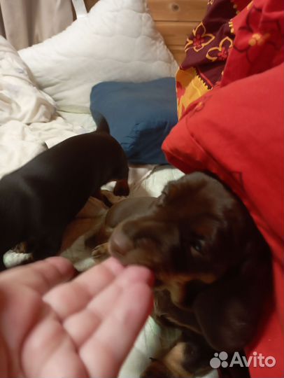 Щенки кроличей таксы