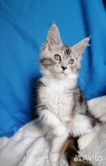 Кошки мейн-кун