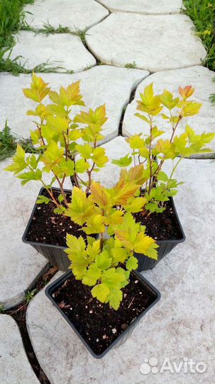 Многолетние кустарники, ива спиреи пузыреплодник