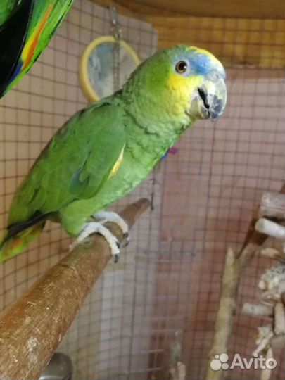 Амазон девочка