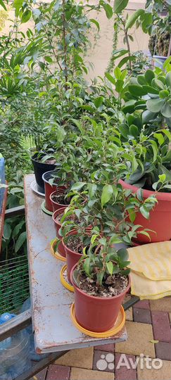 Фикус Бенджамина