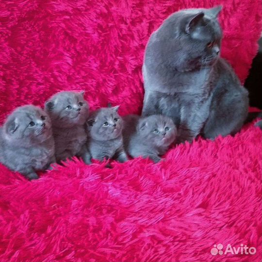 Шотландские вислоухие котята