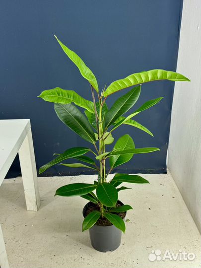 Фикус америка