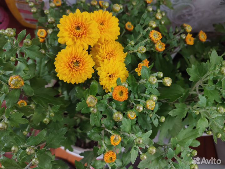 Хризантемы мультифлора в горшке