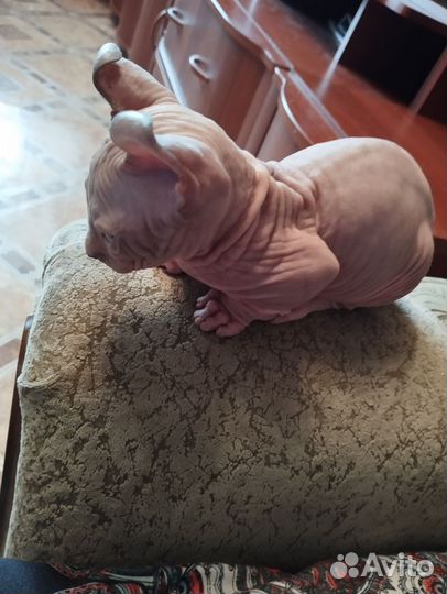 Канадский сфинкс эльфы, двельфы