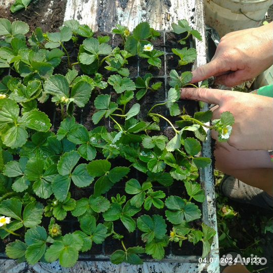 Кассетная рассада