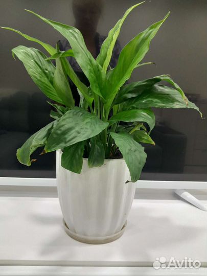 Спатифиллум