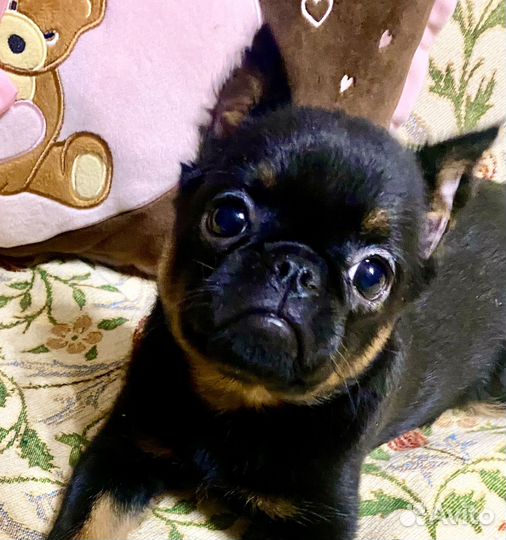 Брюссельский грифон москва