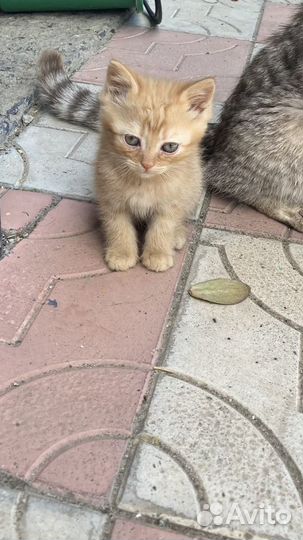 Котята в добрые руки бесплатно