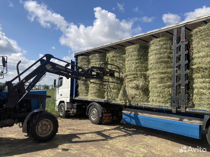 Сено луговое, зелёное разнотравье