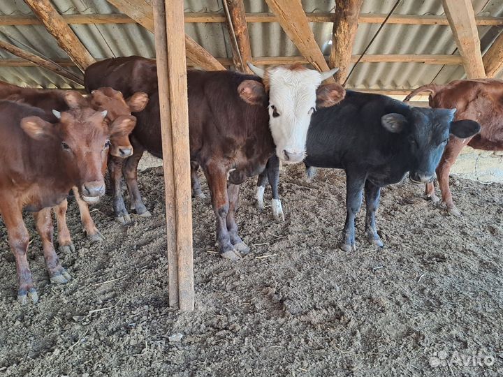Продаются бычки и тёлочки