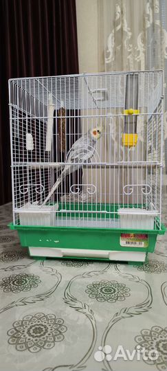 Попугай карелла с клеткой