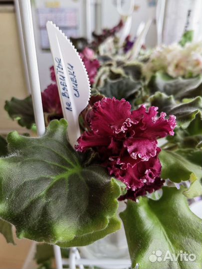 Сортовые фиалки