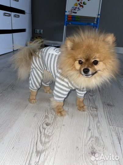 Одежда для собак