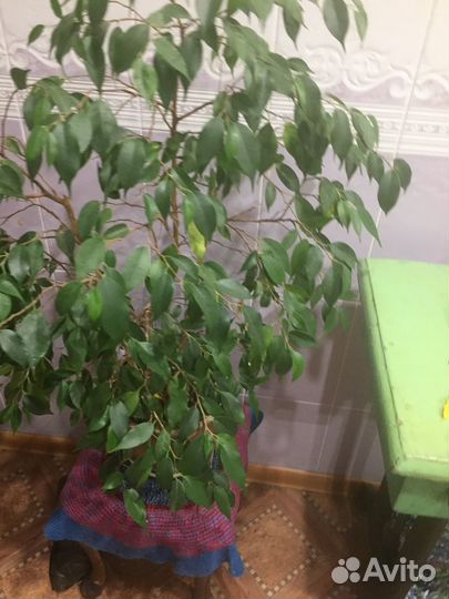Фикус бенджамина