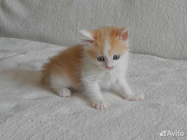 Рыжий котенок в добрые руки бесплатно