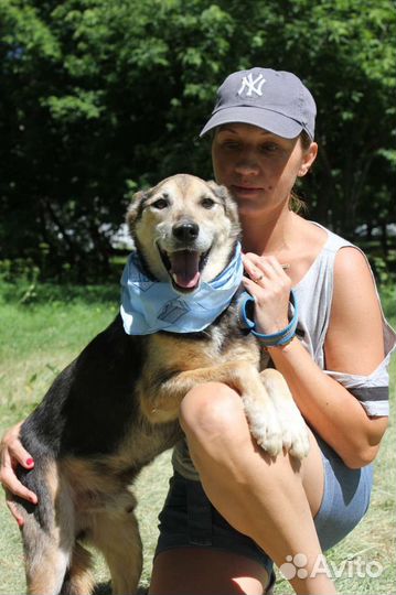 Добрейший пёс Сэм не может быть в приюте