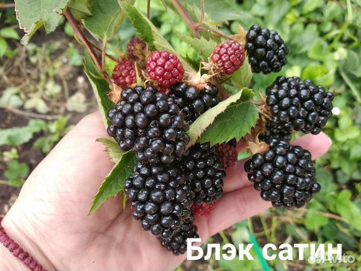 Ежевика (много сортов)