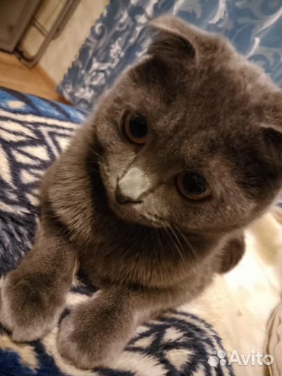Шотландская вислоухая кошка бесплатно