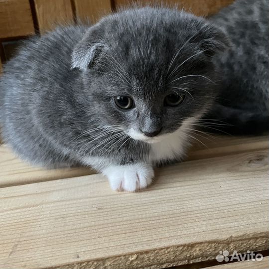 Вислоухие котята