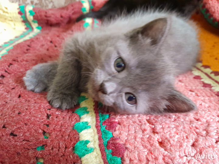 Отдам котят