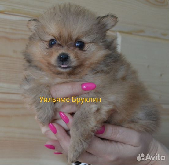 Щенки шпица