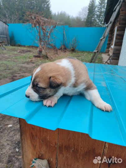 Собака в добрые руки отдам бесплатно