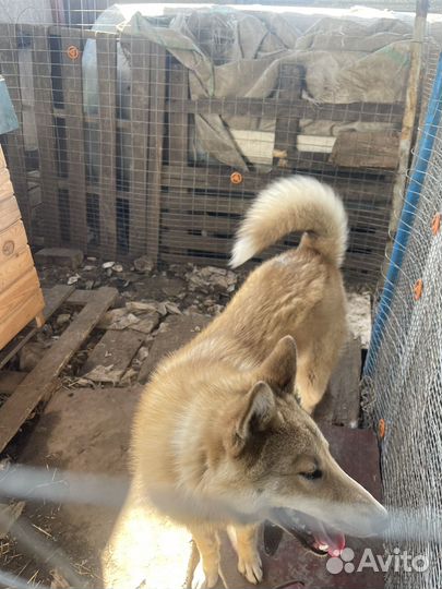 Западно сибирская лайка