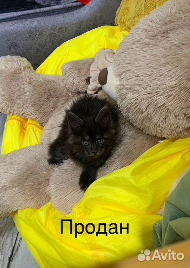 Котята мейн-кун