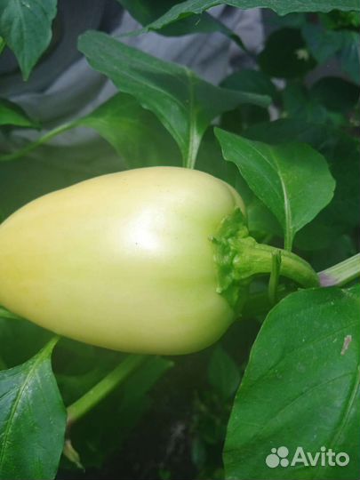 Помидоры, огурцы,перцы домашние доставка