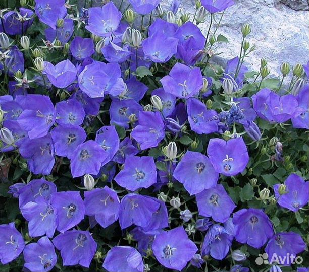 Колокольчик карпатский