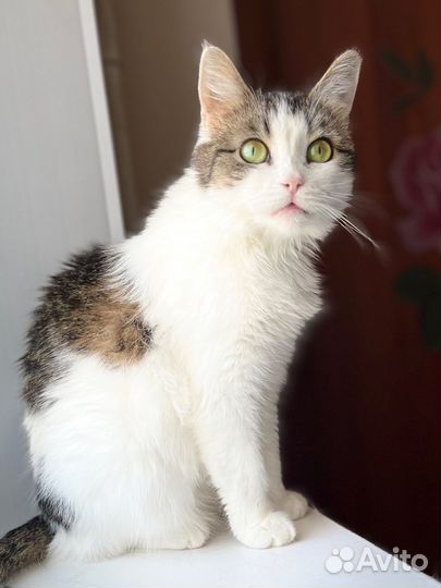 Ласковая кошечка ждет семью