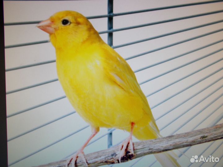 Кенар поющий